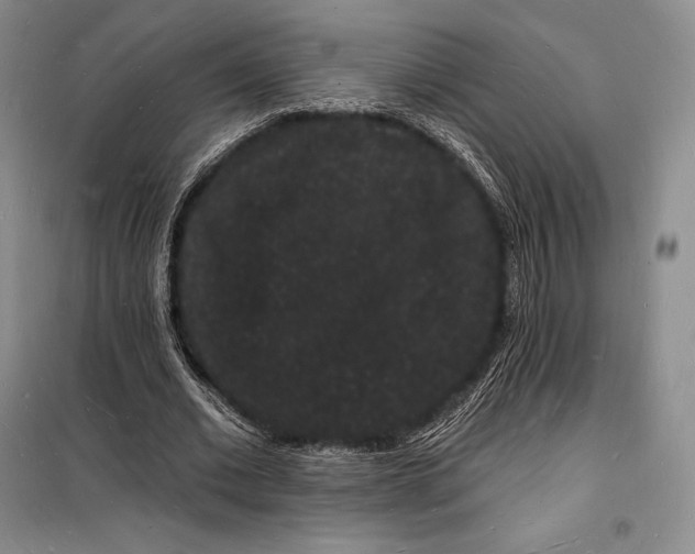 X0000098230677200805151342