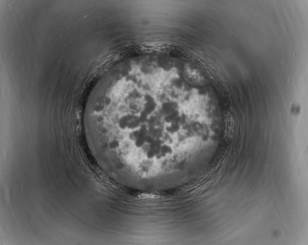 X0000098230699200805151341