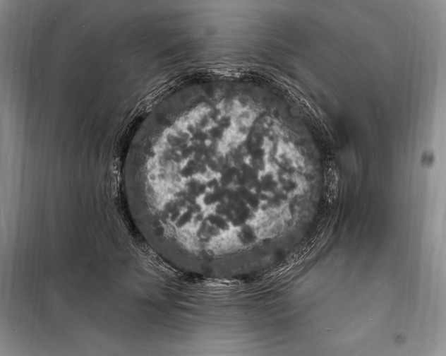 X0000098230707200805151341