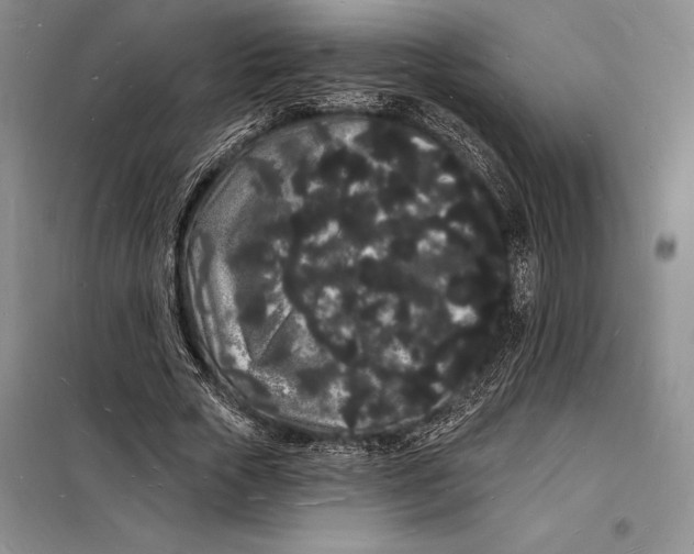 X0000098230729200805151340