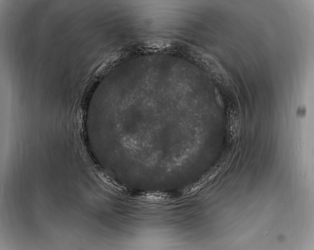 X0000098230758200805151341