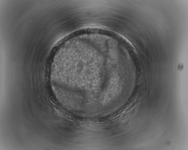 X0000098230775200805151340