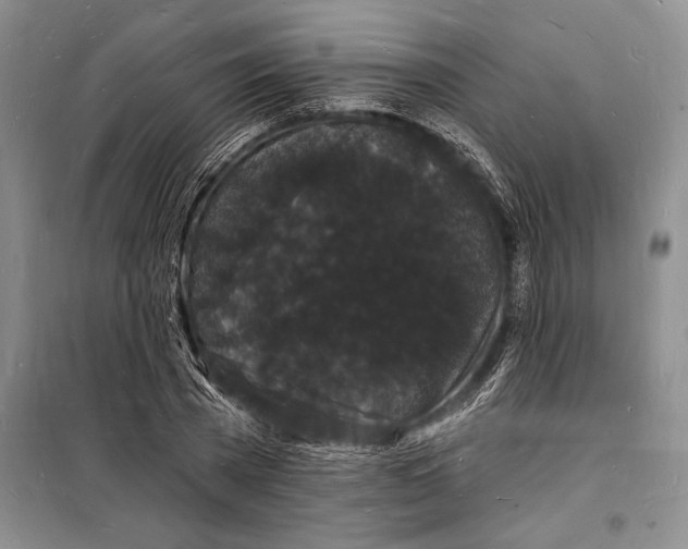 X0000098230785200805151340