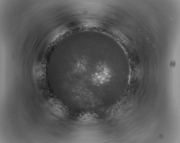 X0000098230824200805151339