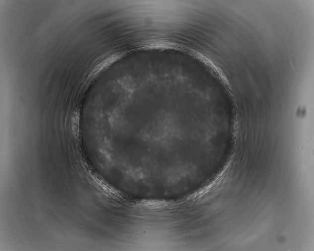 X0000098230825200805151339