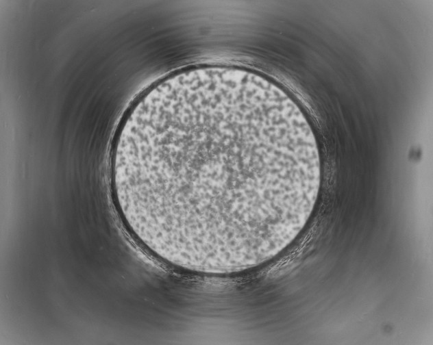 X0000098230848200805151339