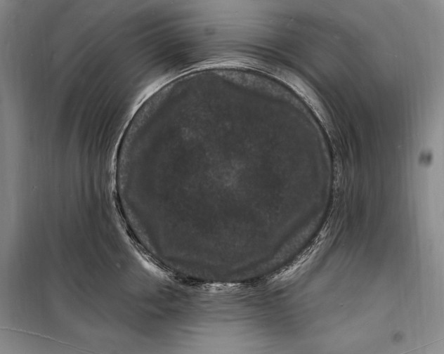 X0000098230858200805151340