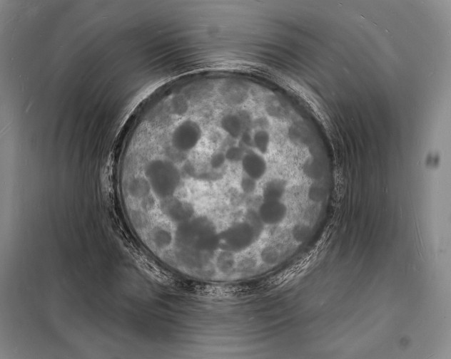 X0000098230875200805151339