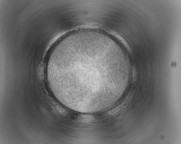 X0000098230878200805151339