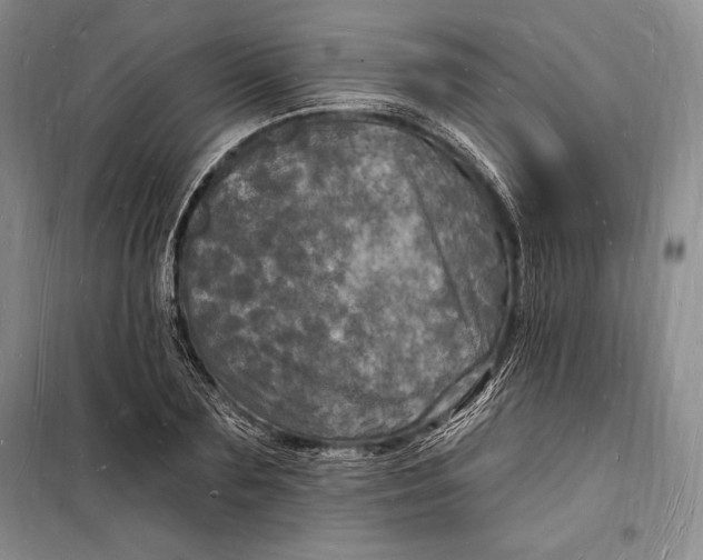 X0000098230883200805151339