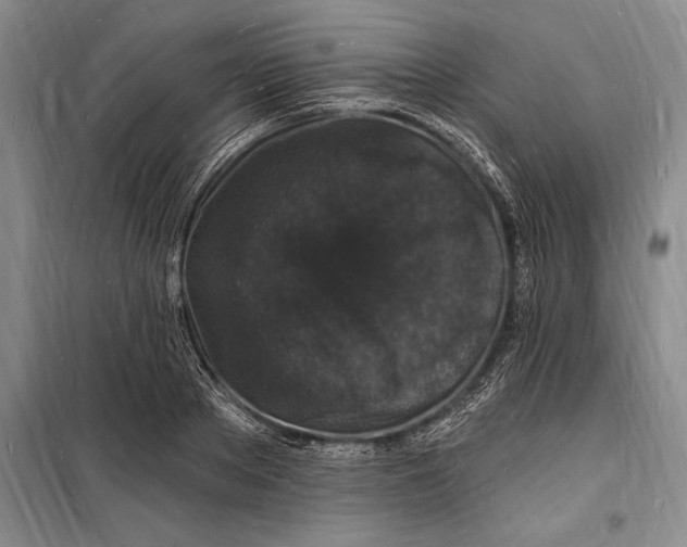 X0000098230889200805151339