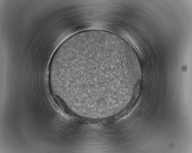 X0000098230900200805151338