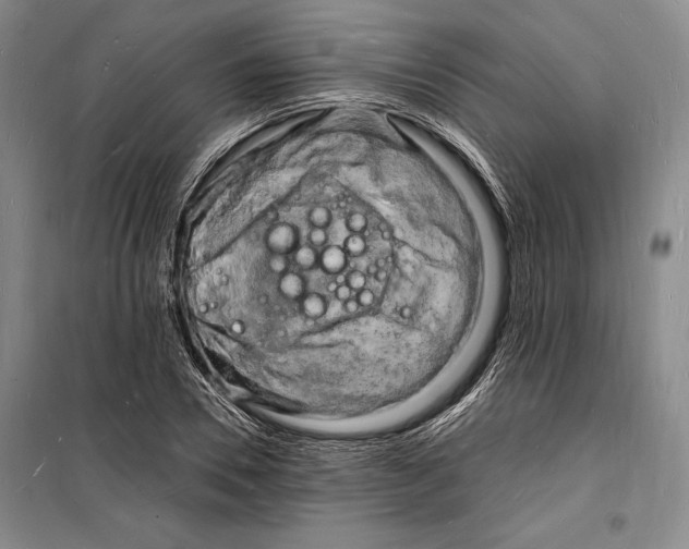 X0000098230930200805151337