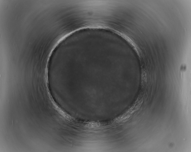 X0000098230935200805151338