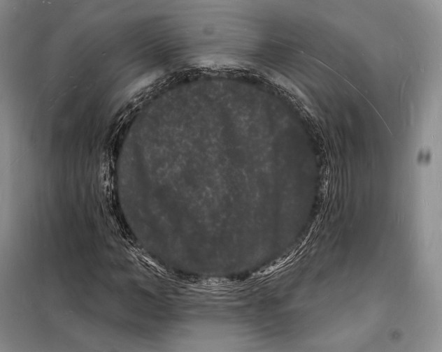 X0000098230966200805151337