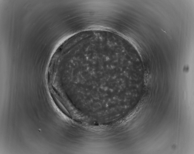 X0000098230995200805151337