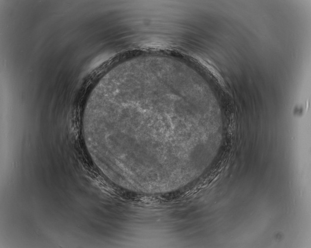 X0000098231015200805151336