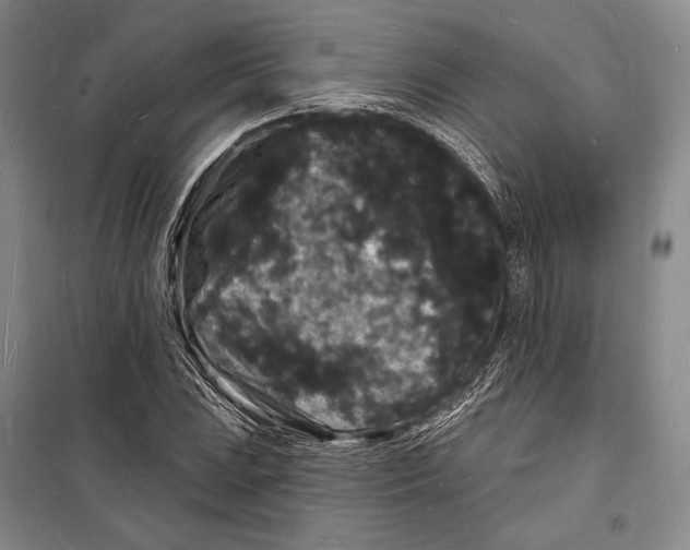 X0000098231023200805151336