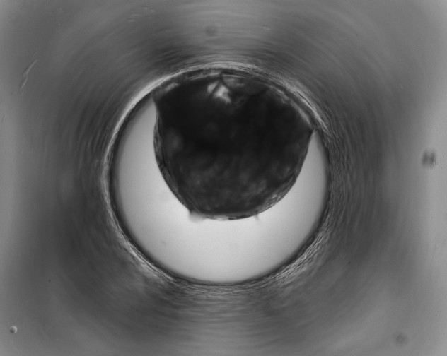 X0000098231024200805151336