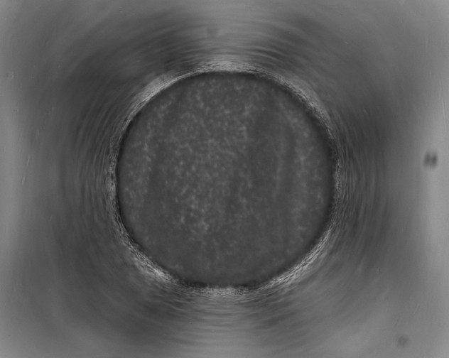 X0000098231025200805151336