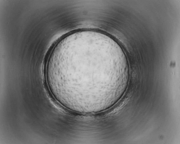 X0000098231030200805151336