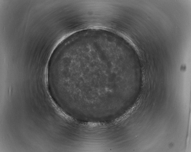 X0000098231032200805151336