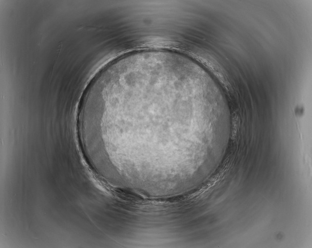 X0000098231039200805151336