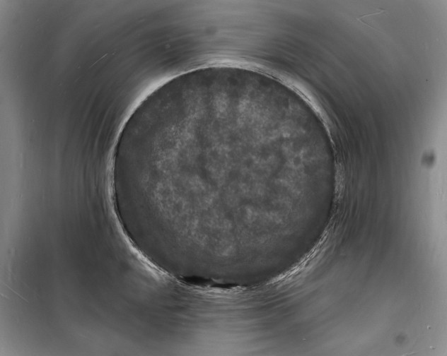 X0000098231048200805151336