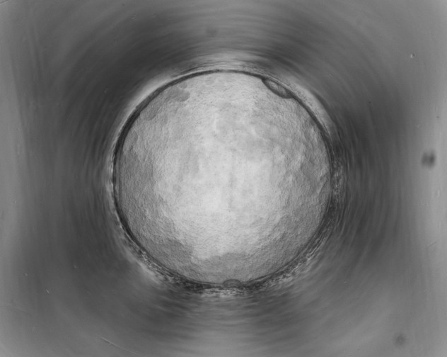 X0000098231051200805151336