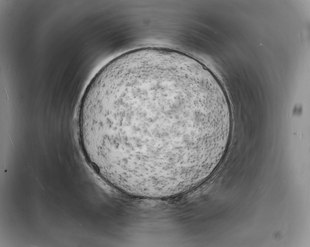 X0000098231056200805151336