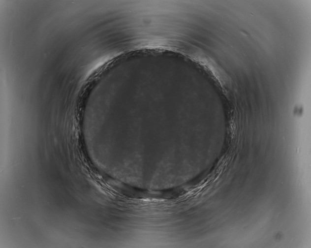 X0000098231064200805151335