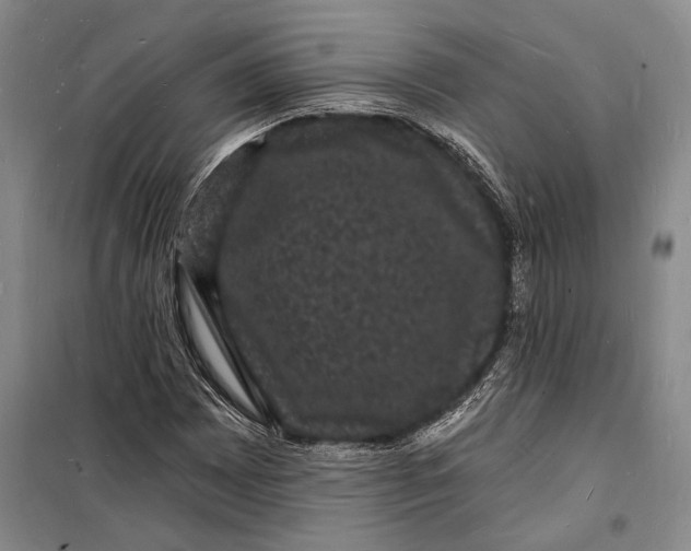 X0000098231065200805151335