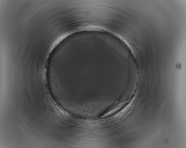 X0000098231066200805151335