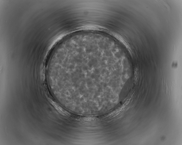 X0000098231067200805151335