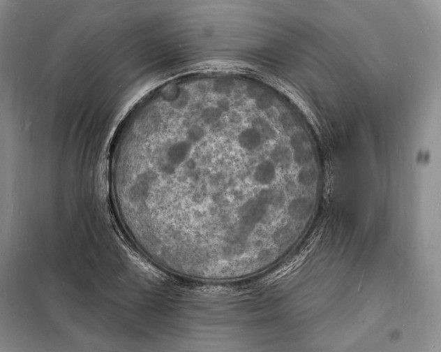 X0000098231075200805151335