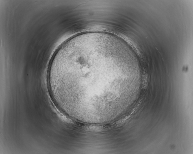 X0000098231086200805151335