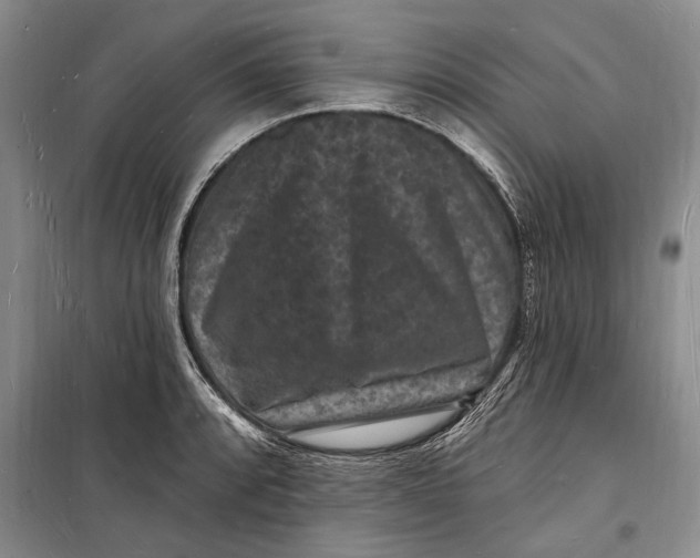 X0000098231088200805151335