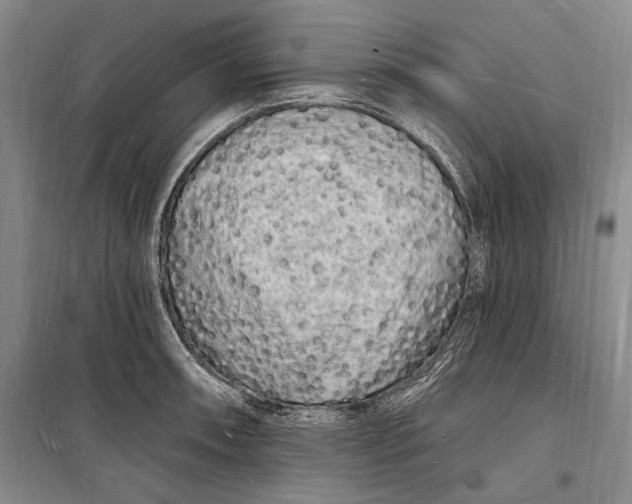 X0000098231090200805151335