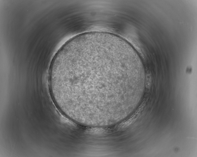 X0000098231094200805151335