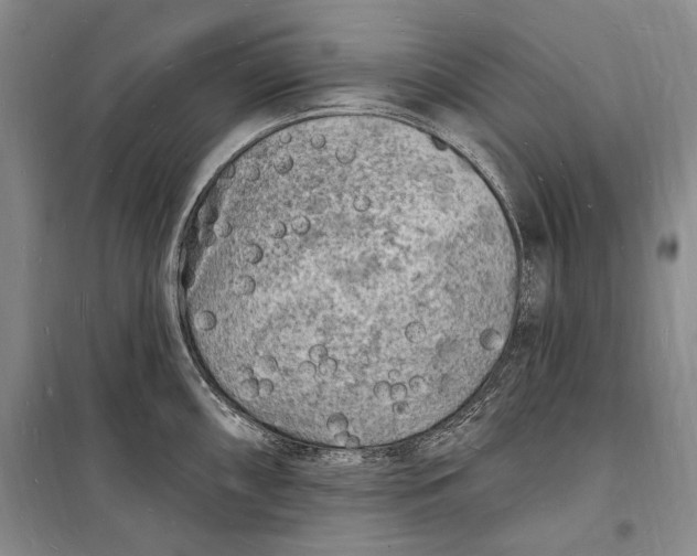 X0000098231098200805151335