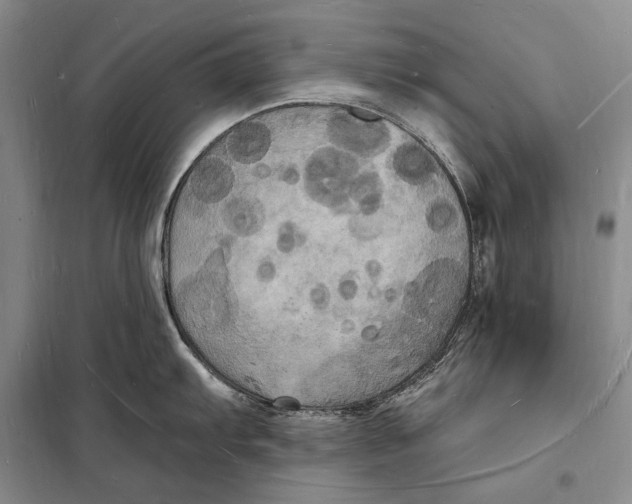 X0000098231103200805151335