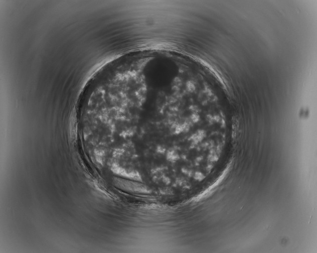 X0000098231117200805151334