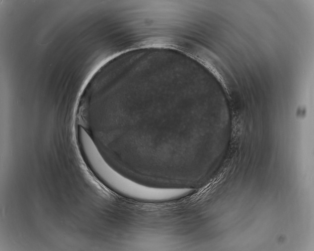 X0000098231132200805151334