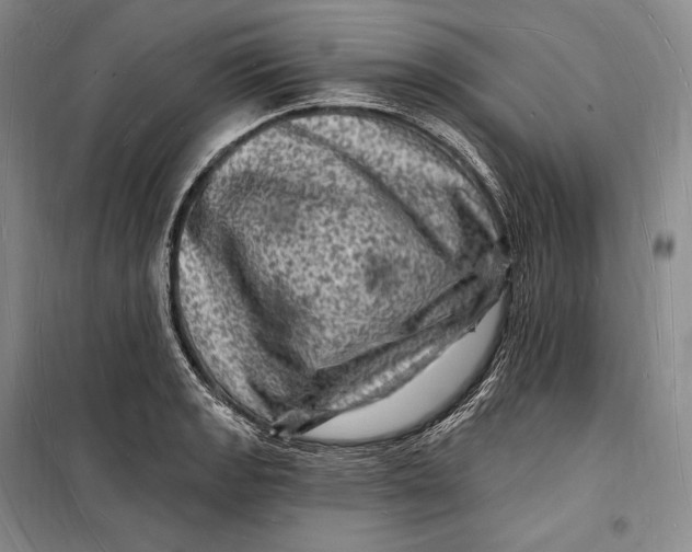 X0000098231133200805151334