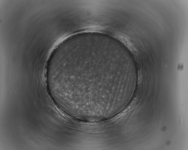 X0000098231164200805151334