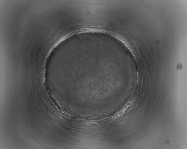 X0000098231165200805151334