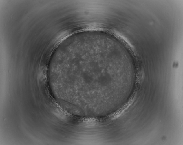 X0000098231169200805151334