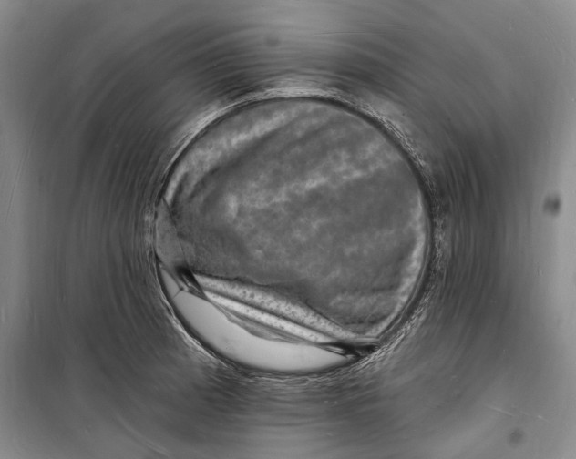 X0000098231185200805151334