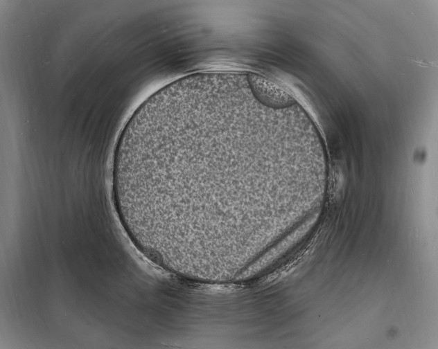 X0000098231195200805151333