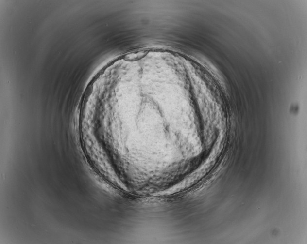 X0000098231198200805151333